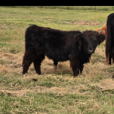 Bourbon profile picture