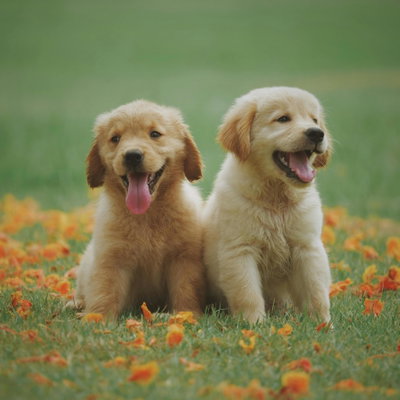 Doggie2