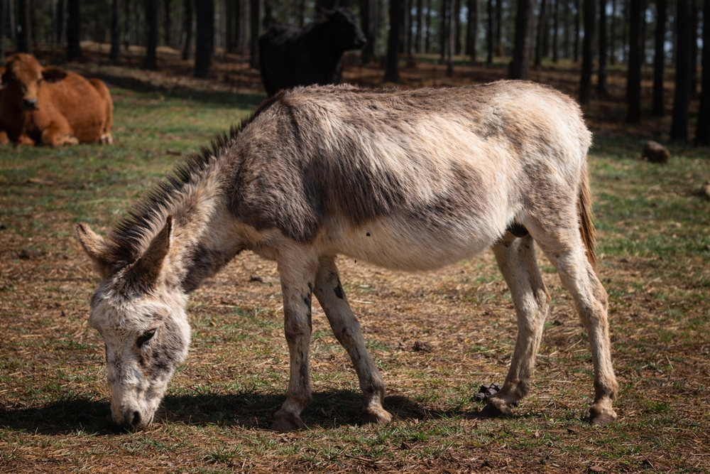 Tonto, photo 2