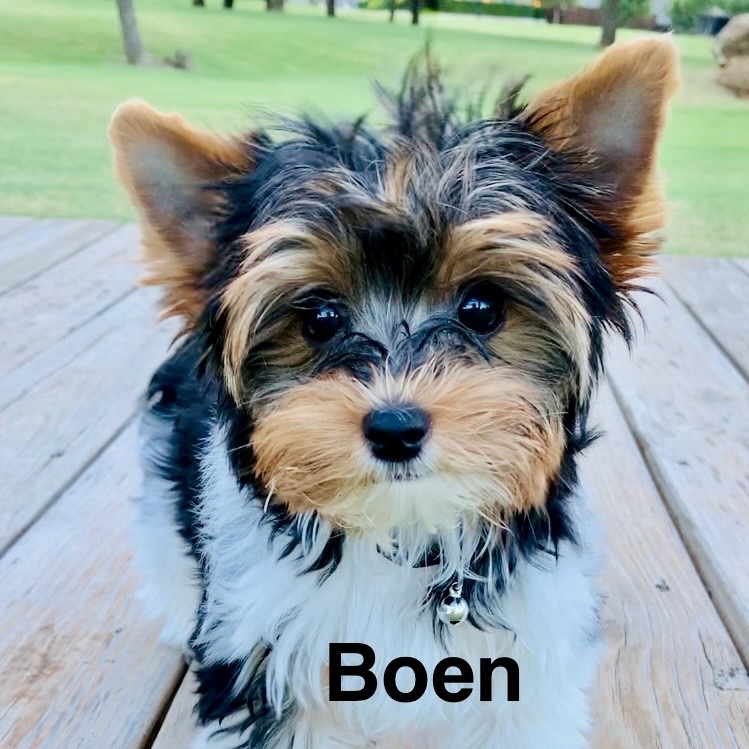 Boen profile picture