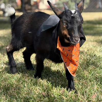 Snickers profile picture
