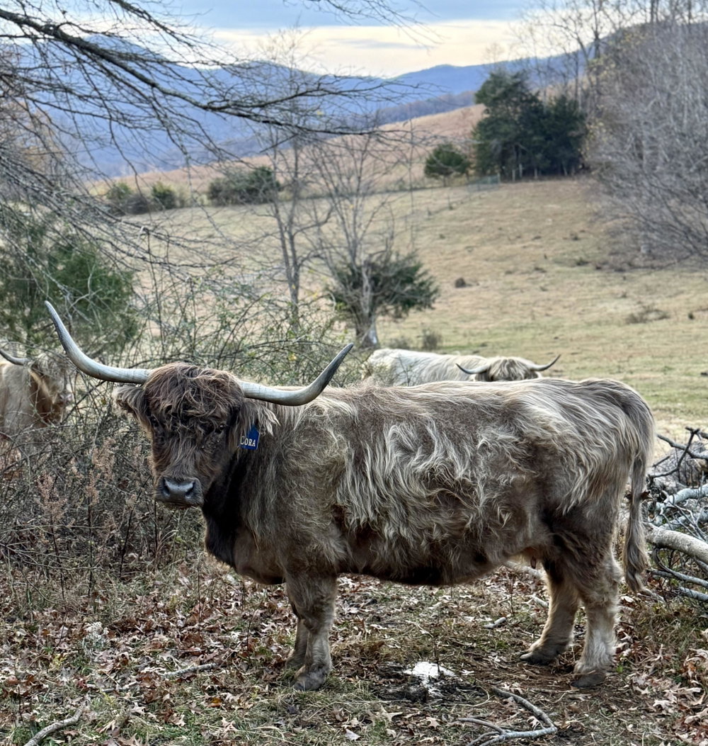 Cora, photo 6