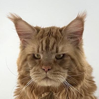 MaineCoonHut profile picture