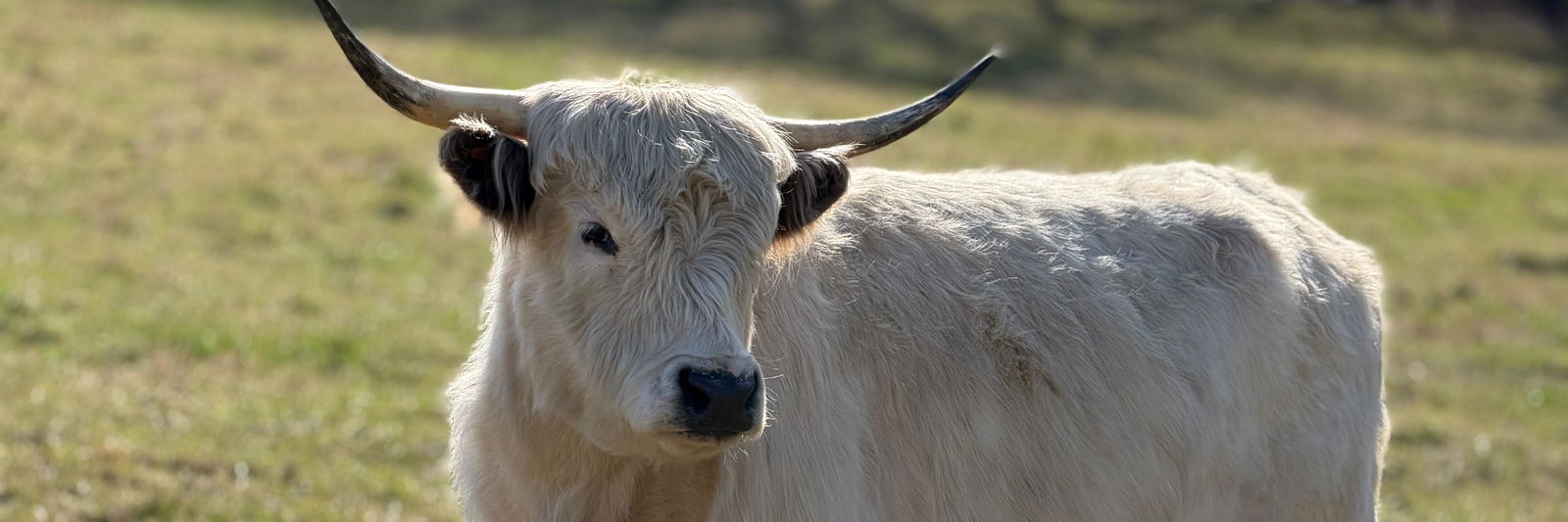 Maisey profile cover image