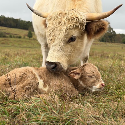 Meadow profile picture