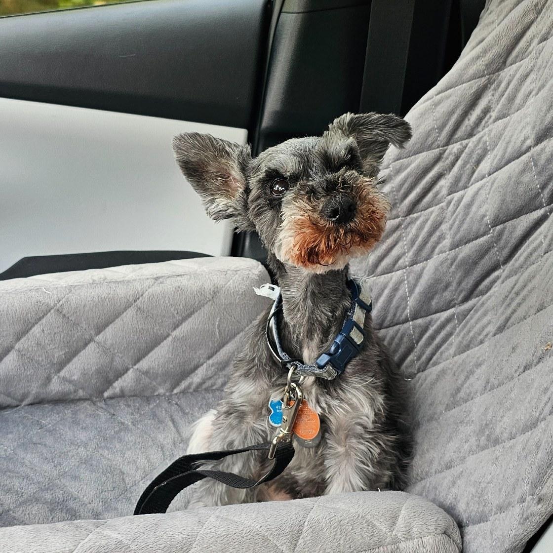 Mitzi