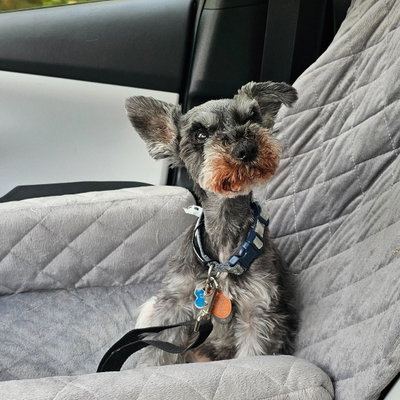 Mitzi profile picture