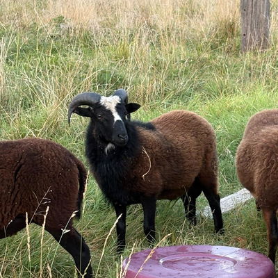 Striker profile picture