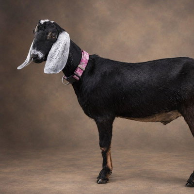 Dels Shadow profile picture