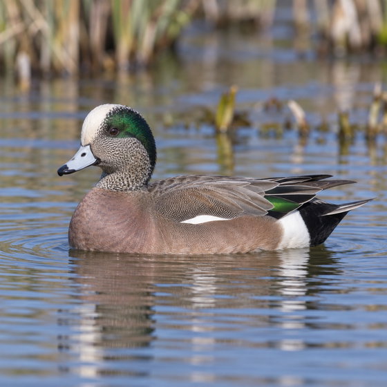 American wigeon