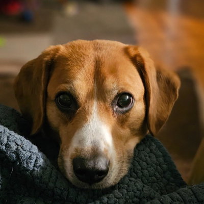 Sprocket profile picture