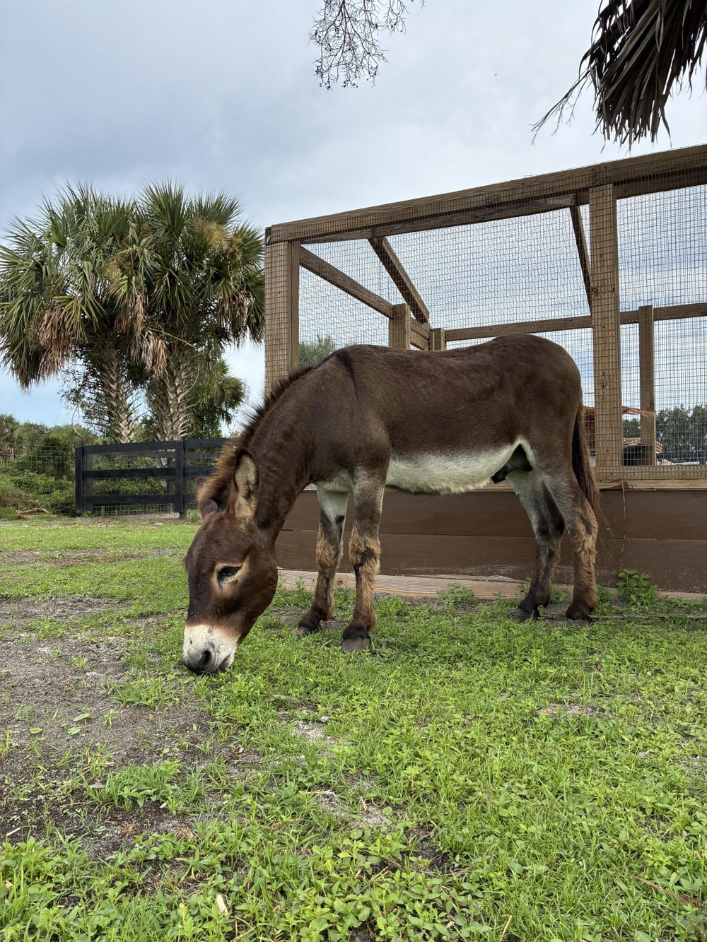 Elvis, photo 3