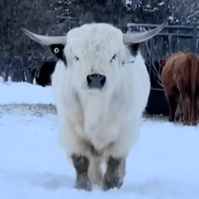 RCM Mighty Warrior profile picture