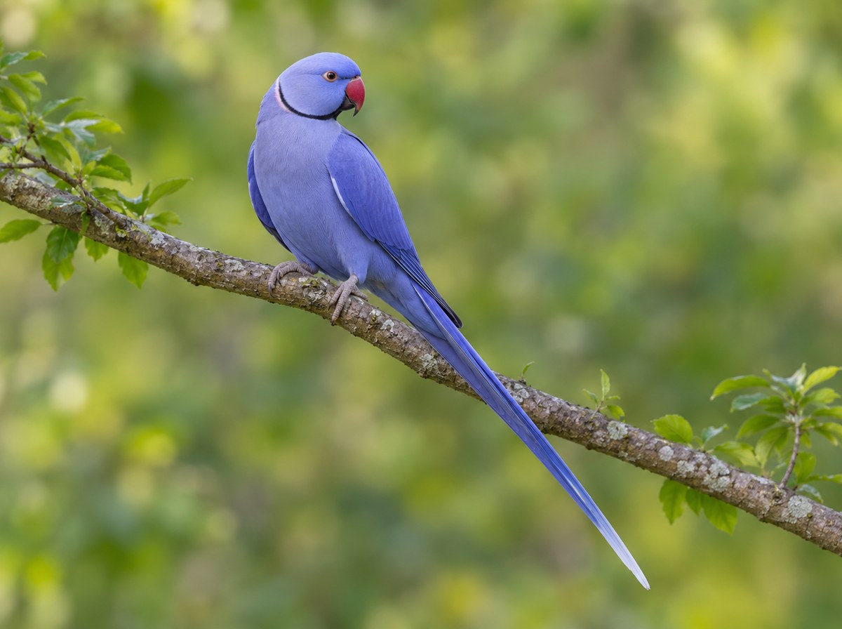 Violet