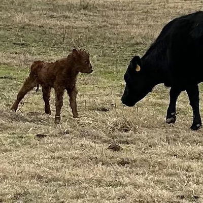 Idabel profile picture