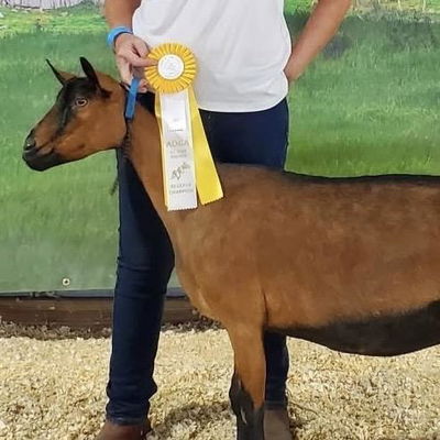 Half Barn Farm VLX Pippa Mint profile picture