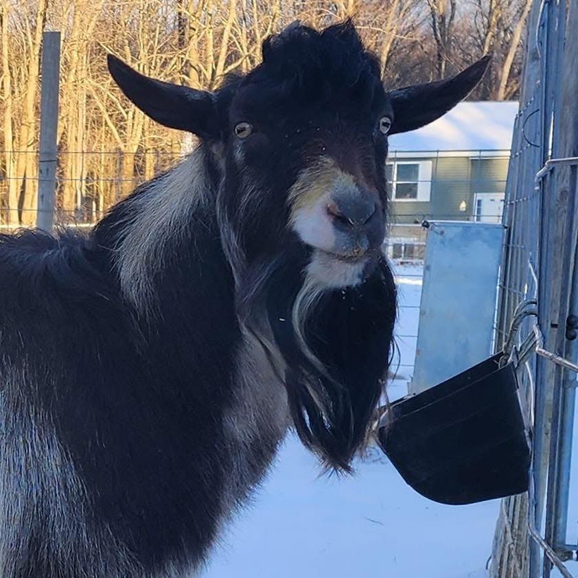 Massey Hollow Farm Buddy