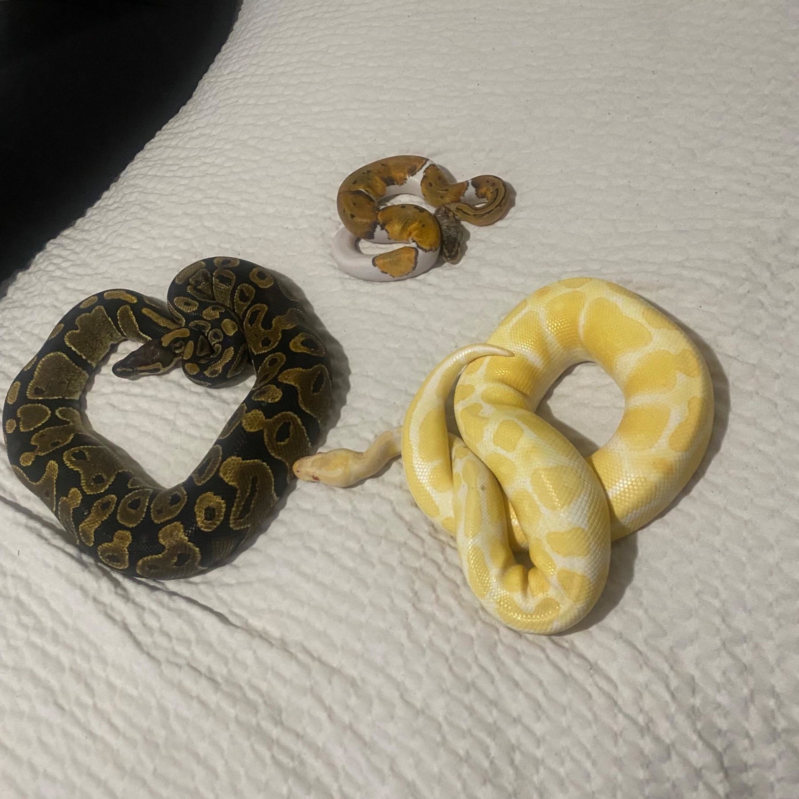 My babies