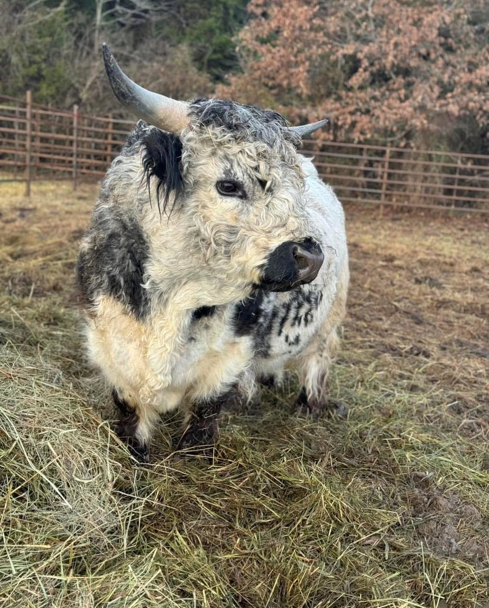 Spud, photo 6