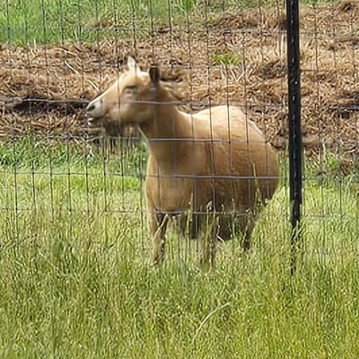 Ginger profile picture