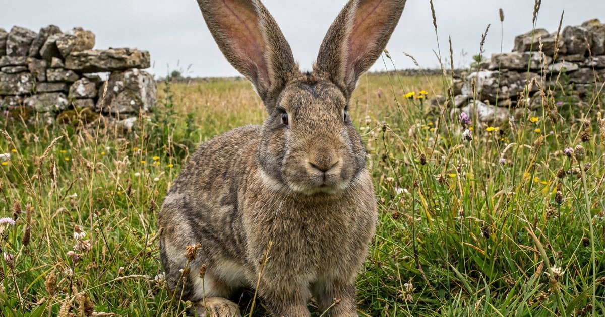 Kreeptures Rabbit Continental Giant Rabbit: Breed Facts, Prices & Breeders | Creatures