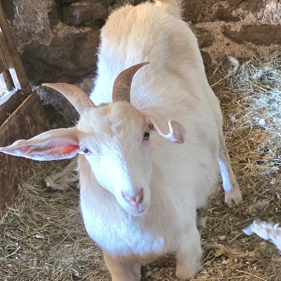 Delilah