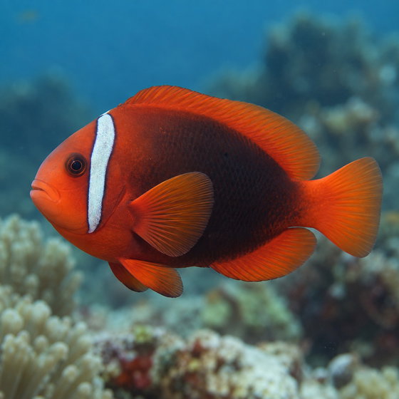 tomato clownfish