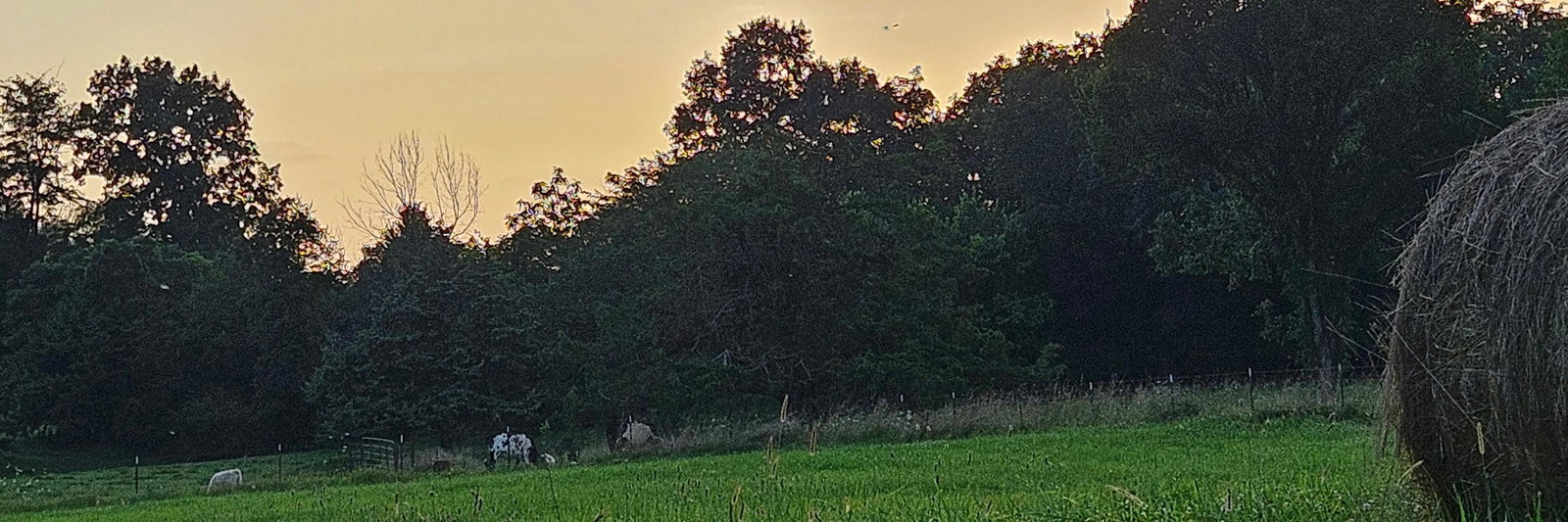 DAX Livestock Co profile cover image