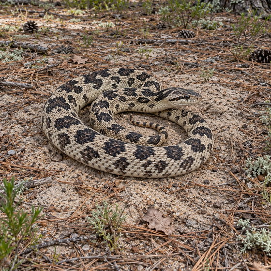 eastern pine snake