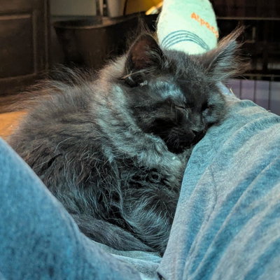 Benjamin (Bean) profile picture
