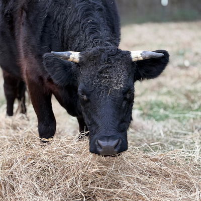 Saint profile picture