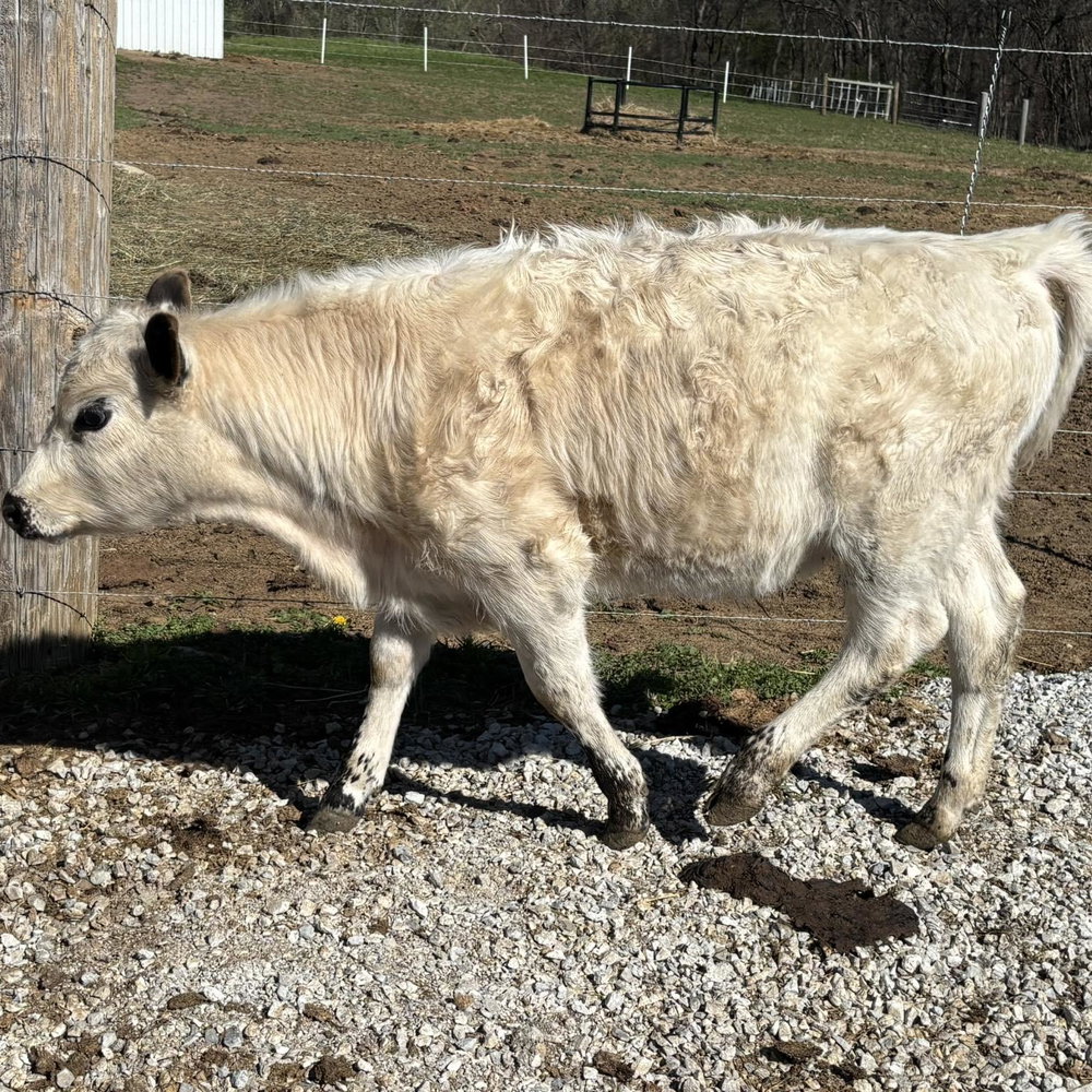 BW Steer, photo 1