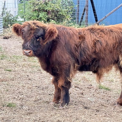 JCA Burnished Legacy profile picture