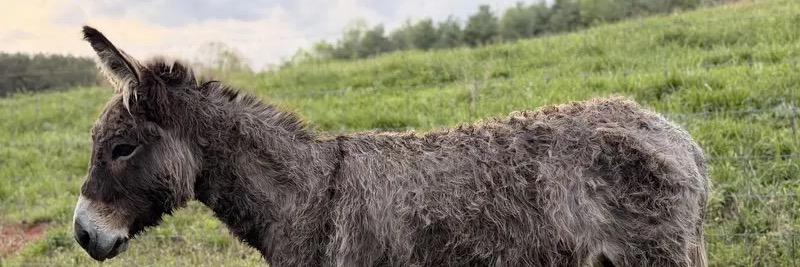 Anna profile cover image