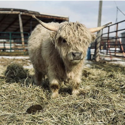 D&D silver royal profile picture