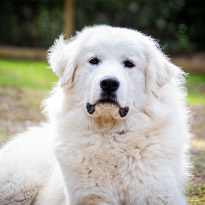 Athena profile picture