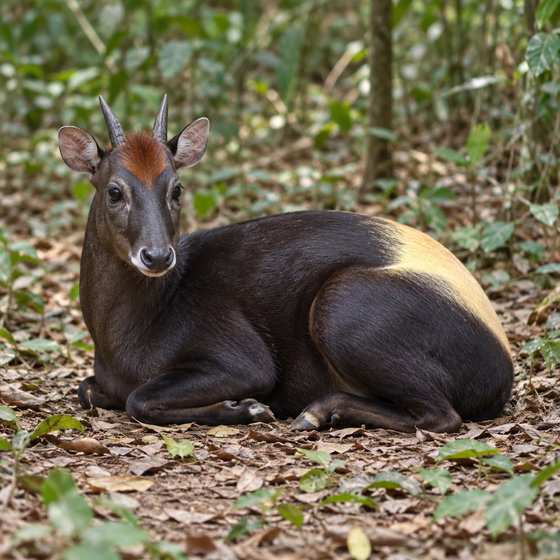 yellow-backed duiker