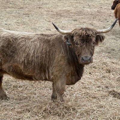 Mocha profile picture