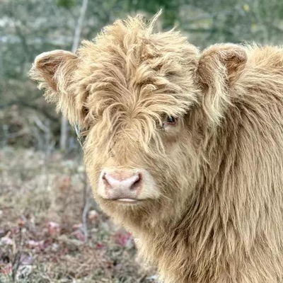 Ronan profile picture