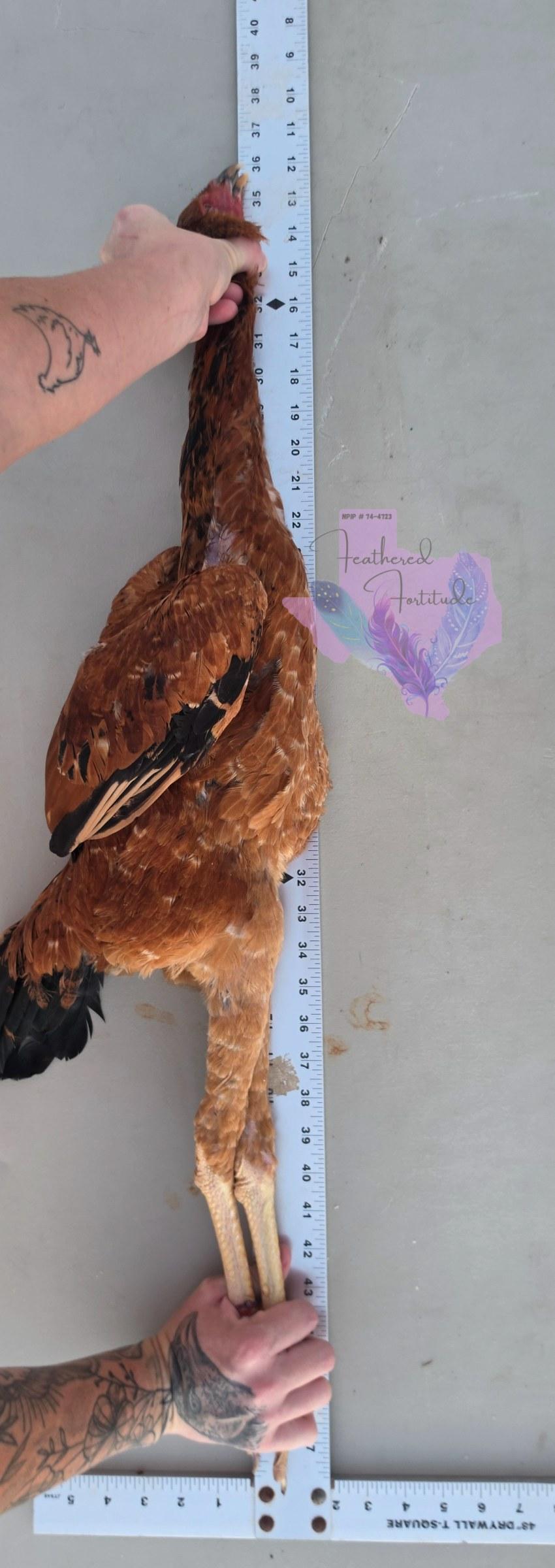 Red Pullet, photo 2