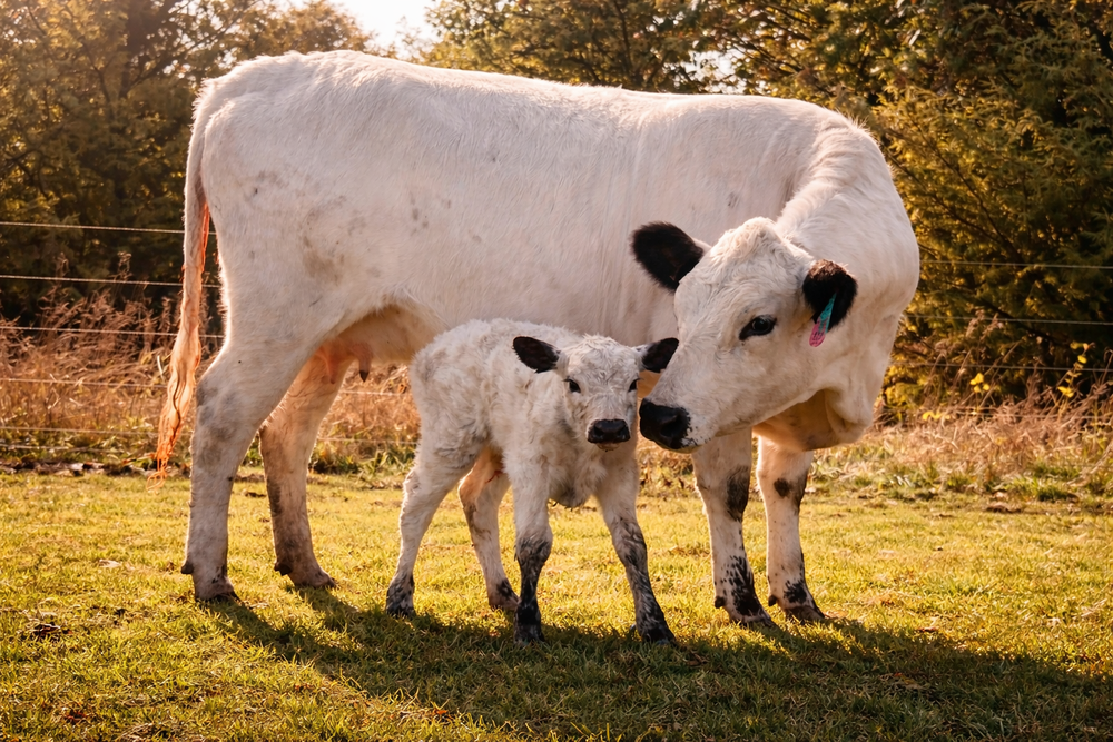 BW Steer, photo 4