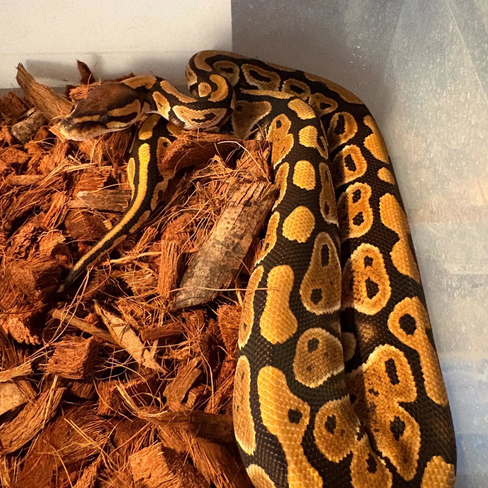 2026 Normal Female