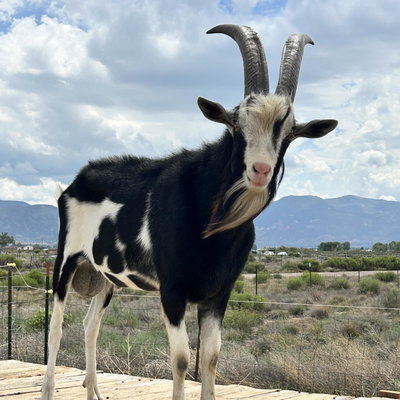 Jocko profile picture