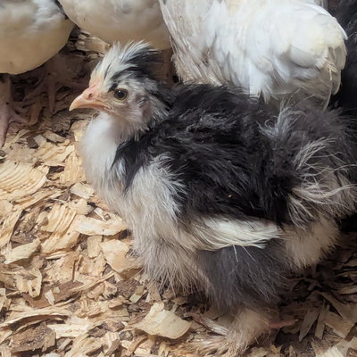 Zazzle profile picture