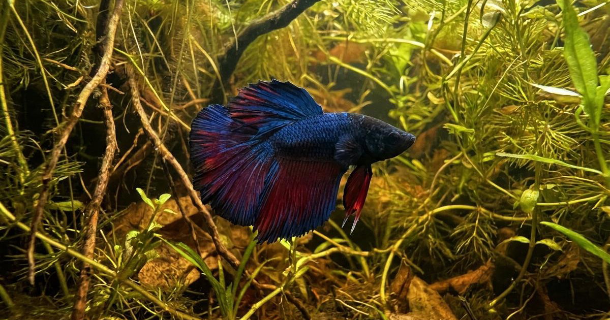 Delta Tail Betta Fish: Breed Facts, Prices & Breeders | Creatures