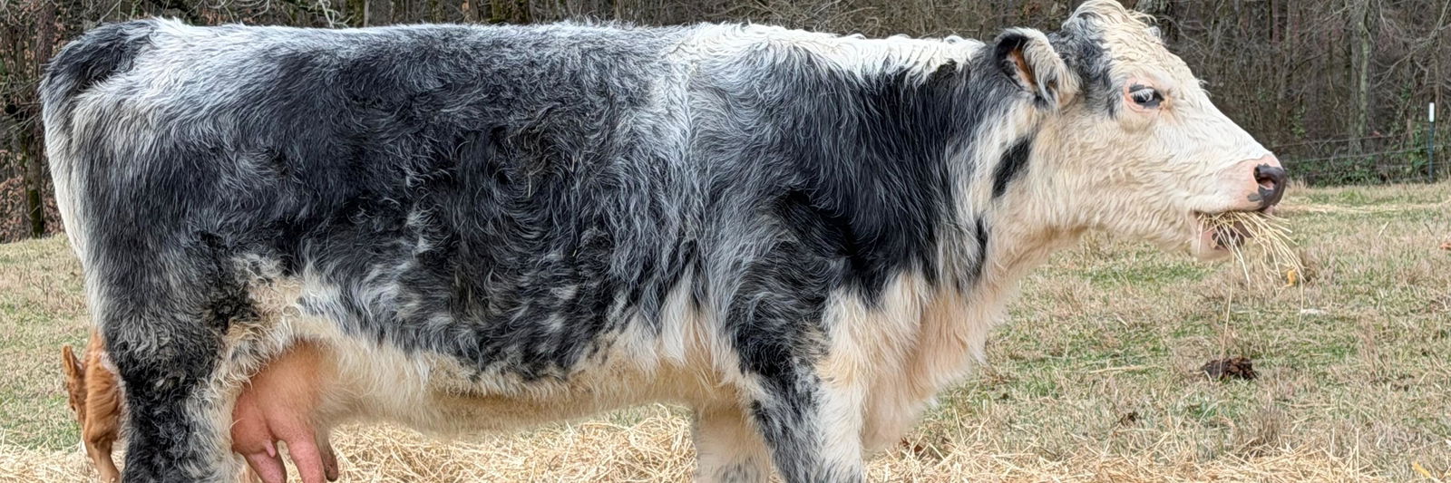 CoCo profile cover image