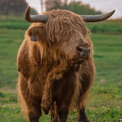 KCF Magnus profile picture