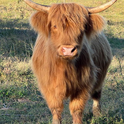 Janie profile picture