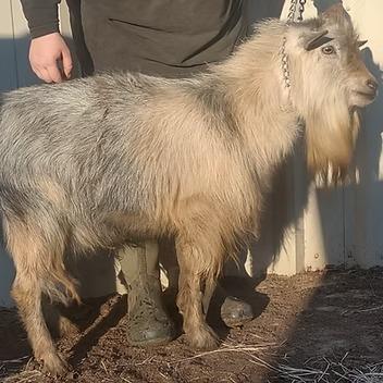 CFO-G's Silver Tatanka profile picture