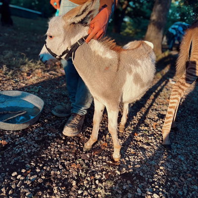 Wiley profile picture